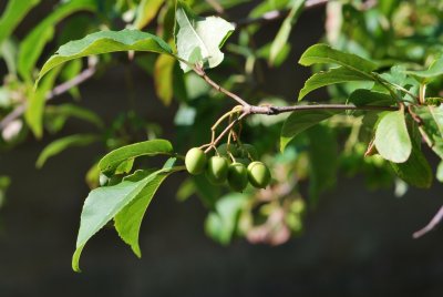 Viburnum lentaco - kalina severoamerická - zrající plody a listy